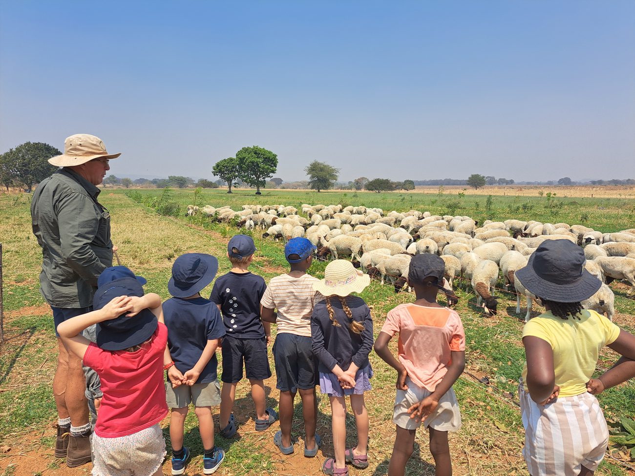 Grade 1 children watching a flock of sheep with their guide at Cisera Farm